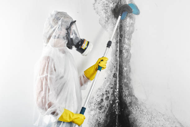 Best Air Quality Testing for Mold Spores  in Sterling, IL