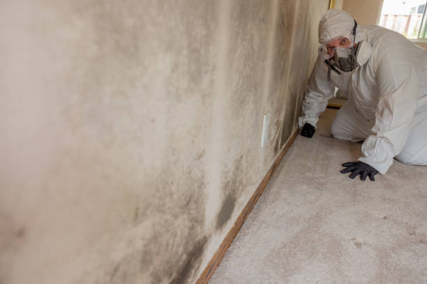 Best Asbestos and Lead Testing During Mold Inspection  in Sterling, IL